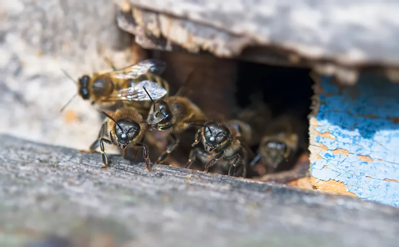 Beekeeper working at a hive during a nest removal, Pebadale Apiaries Waltham Cross