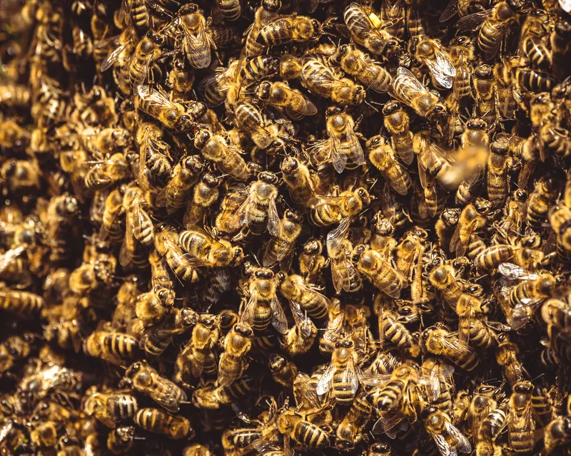 Honeybees on a frame at Pebadale Apiaries, Waltham Cross