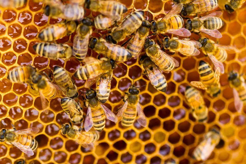 Frame of honeycomb being lifted from a hive, Pebadale Apiaries Waltham Cross