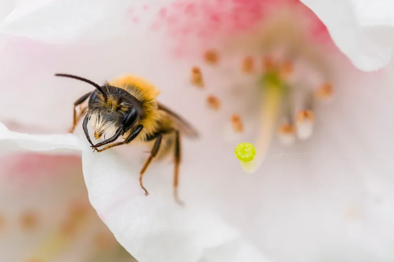 Bee gathering nectar from a pale blossom, honey production at Pebadale Apiaries