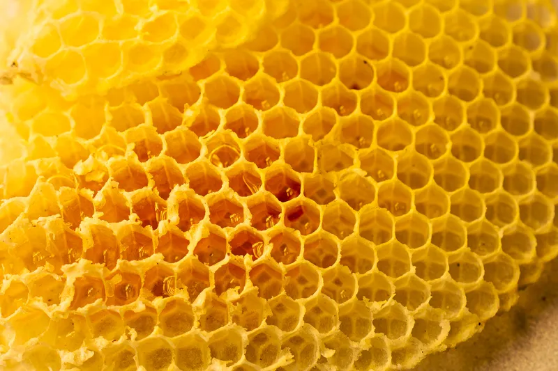 Honey bee on a hexagonal honeycomb cell, Pebadale Apiaries Waltham Cross